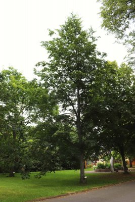 Tilia cordata - lípa srdčitá - celek